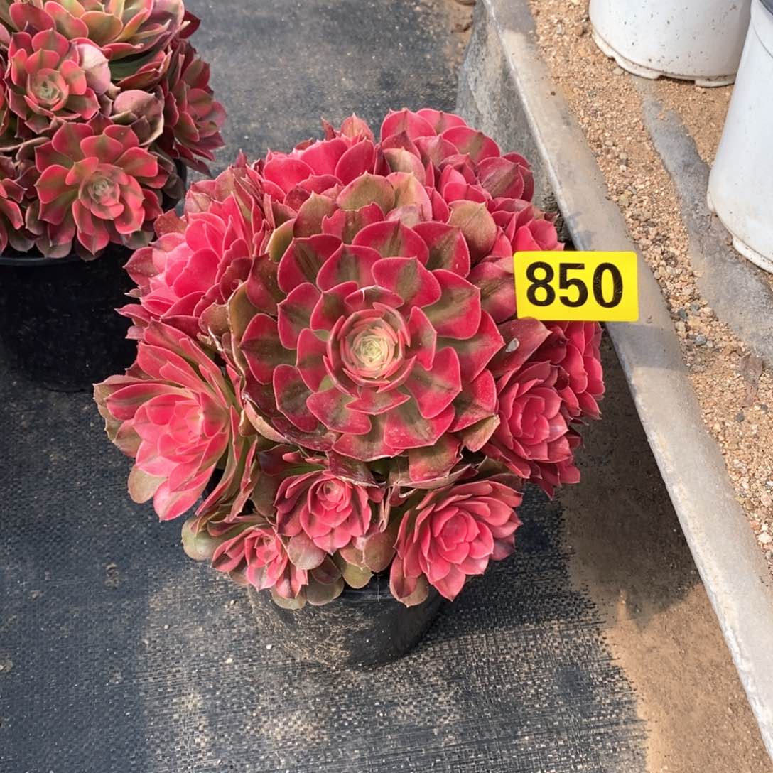 香妃不周正多肉法师850