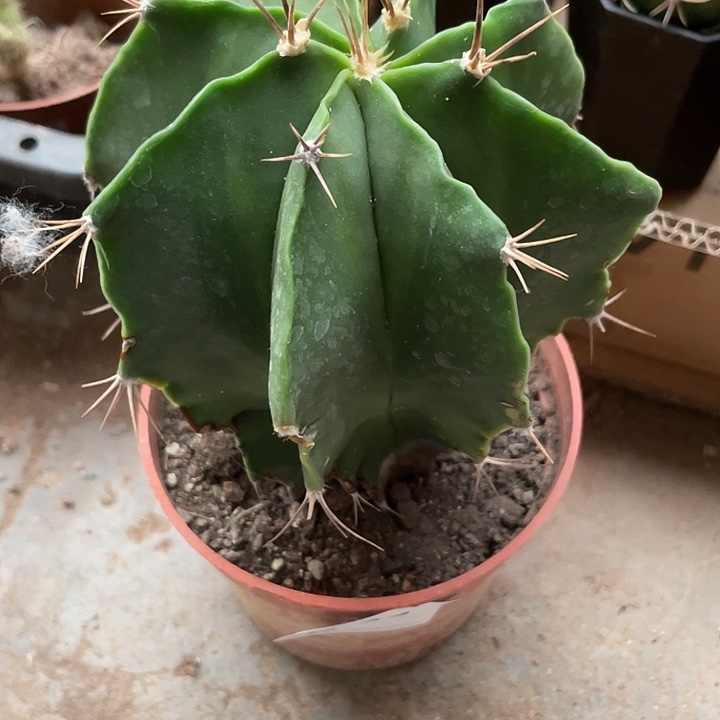 当前无花栽培后可以开花311仙人球植物
