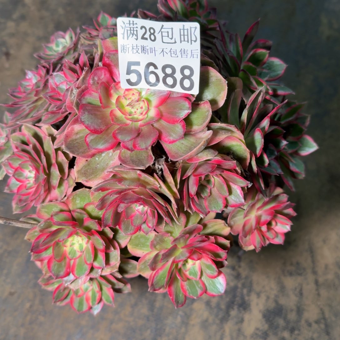 5688云和多肉植物