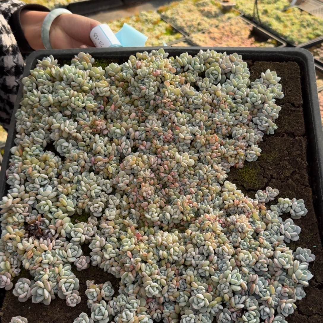 多肉杂交一物一拍24-52