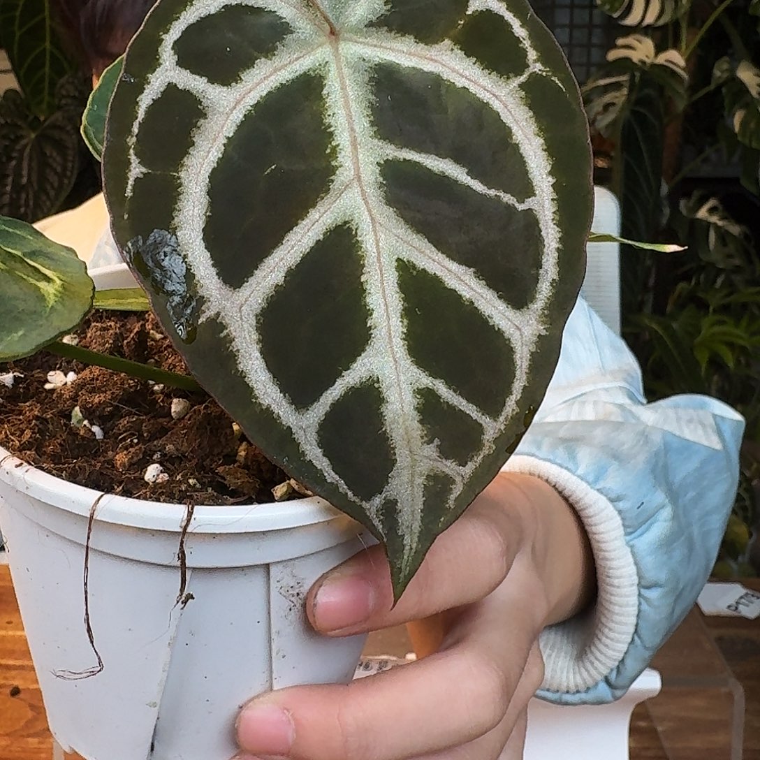 完全开放N160skg银紫水晶杂银色闪光