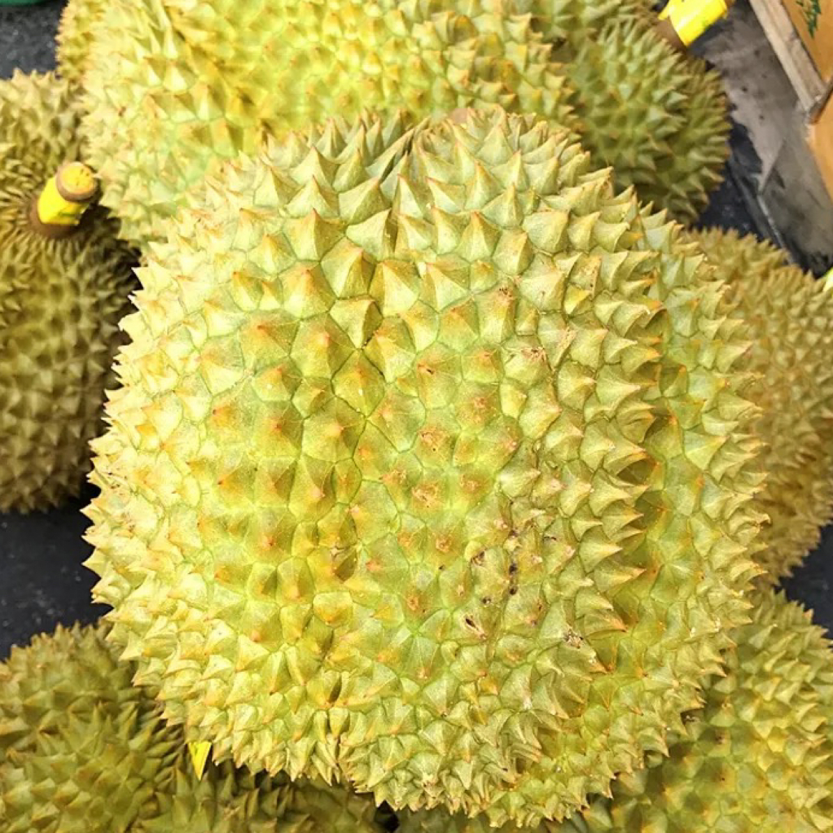 1【新年特惠福利】新鲜手挑泰国空运树上熟金枕榴莲39.9元1斤（核小肉厚），现在拍，一会到你家！金枕泰国