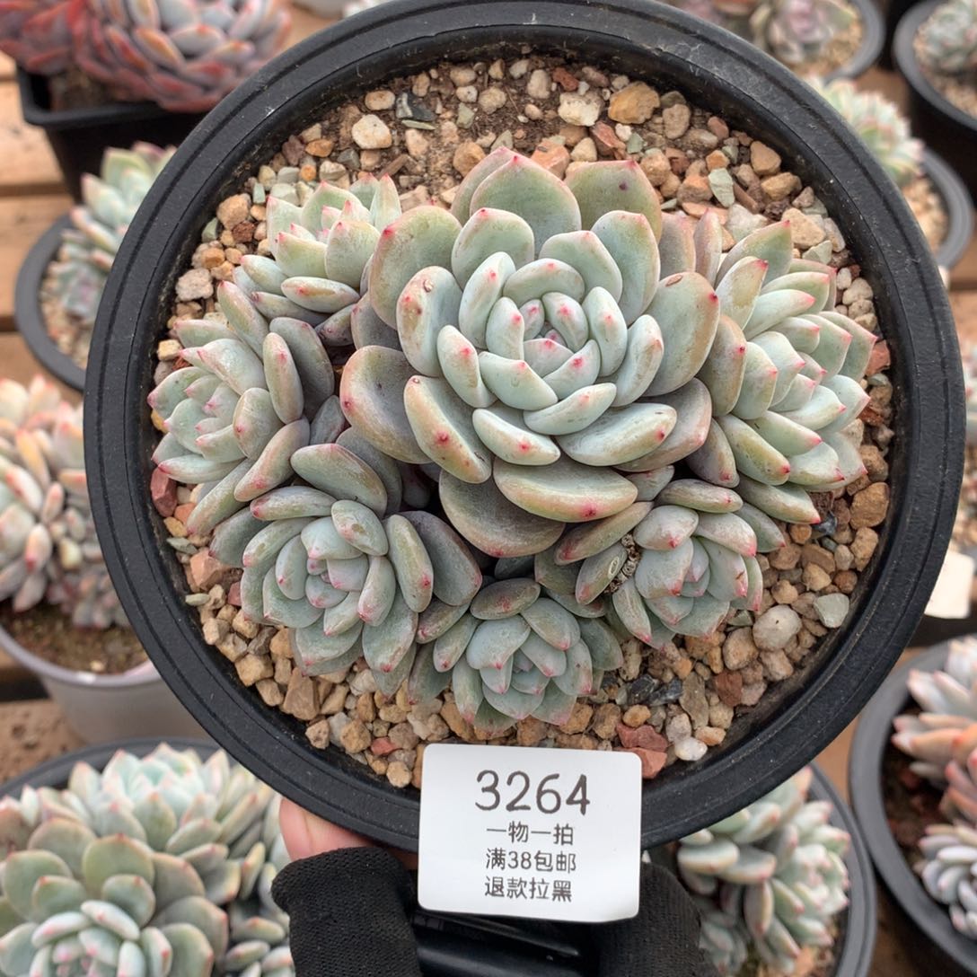 12厘米七头有砍石榴籽3264