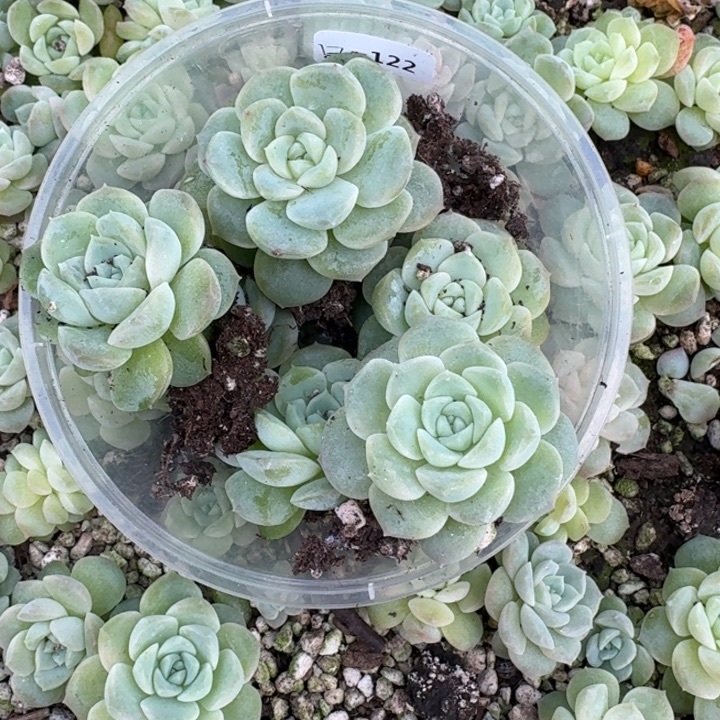 蕊***心122无尽灯饭盒一组六颗