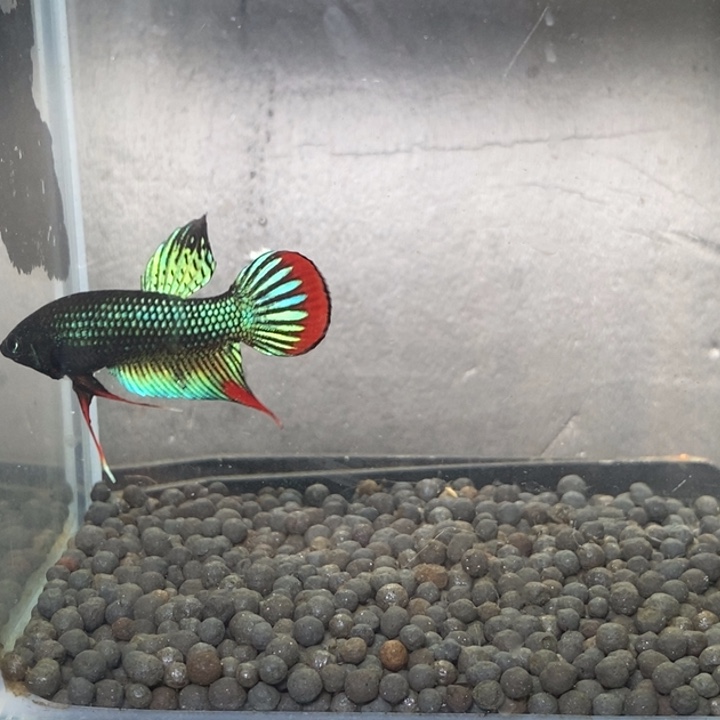 斗鱼泰国斗鱼366号