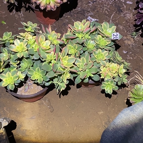 多肉植物法师200艳日辉量拍