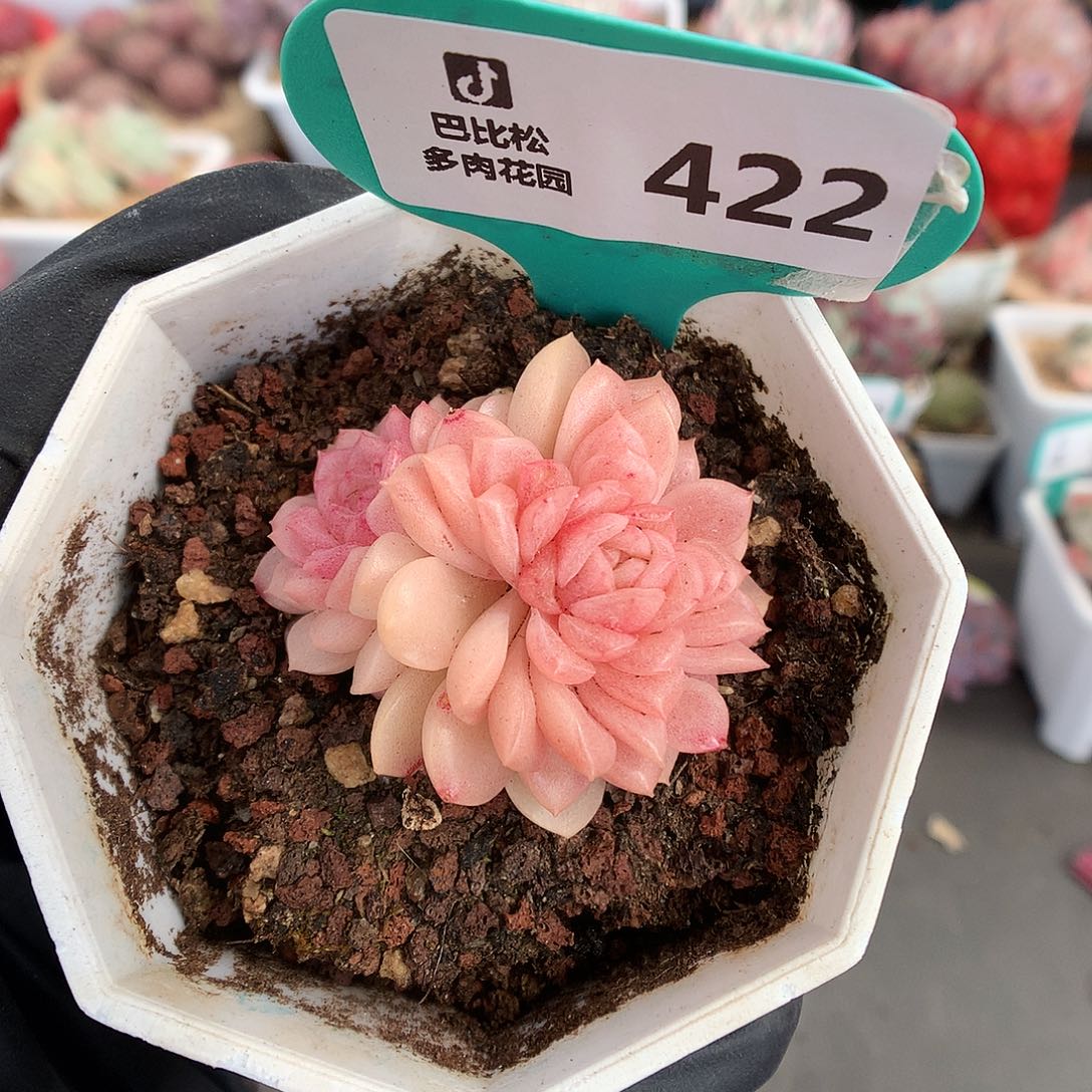 422 灯泡叶麦杆多肉