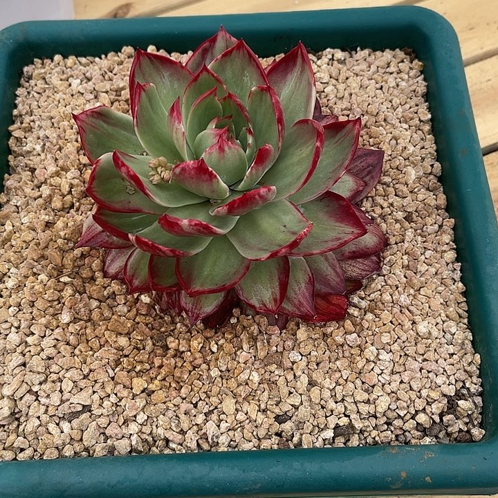 糖****惊鸿仙子多肉植物198