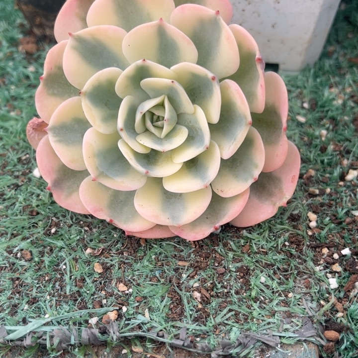 秋可园艺 老桩玉蝶锦