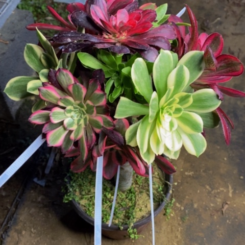 嫁接的彩树多肉植物3033