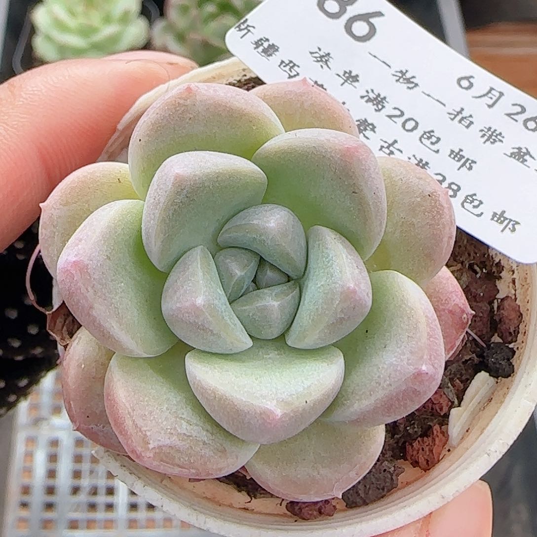 多肉0626-186奶油美人