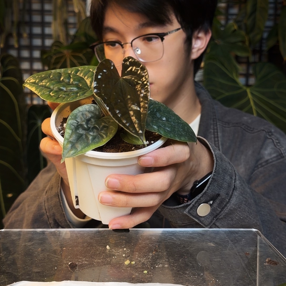 完全开放O131籽播奢华