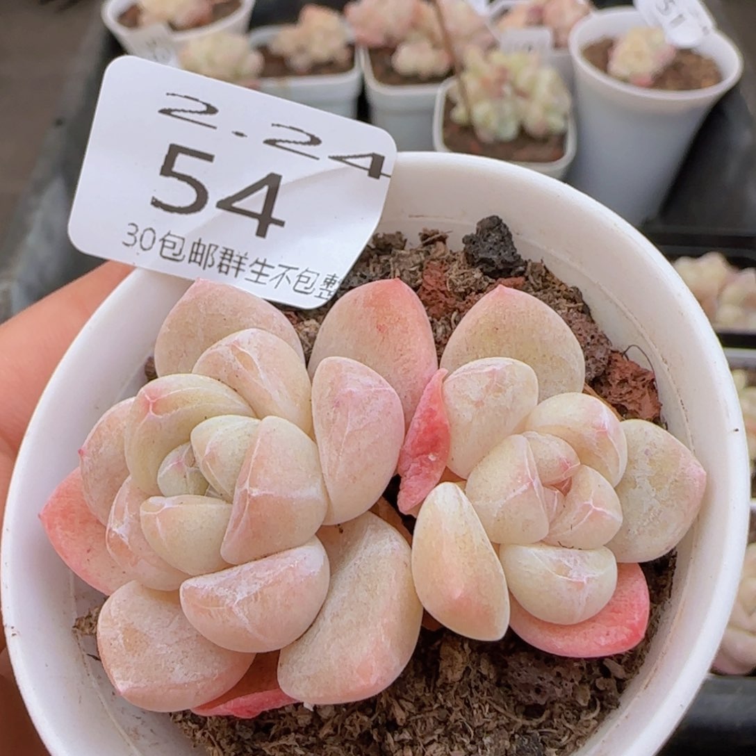 双头糖心冰玉一颗