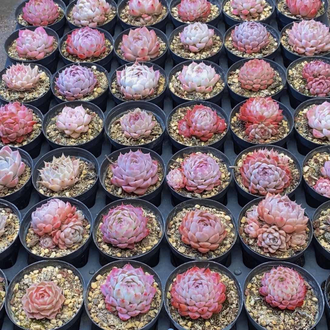 小**林607的人都是这样吗。