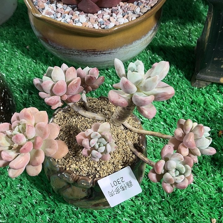 鑫伟多肉花斑鹿2301