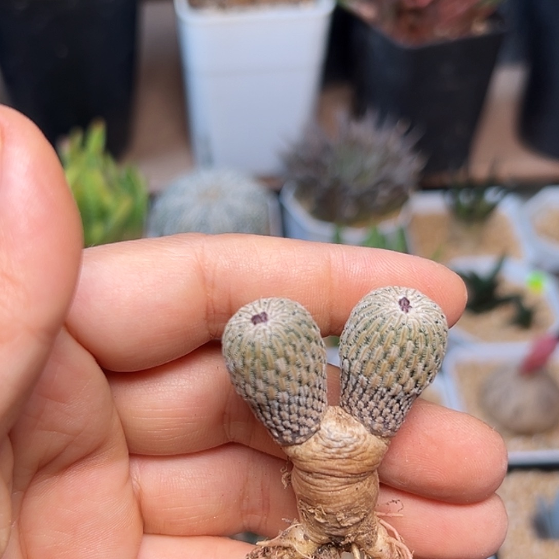 赤花精巧殿实生球双头