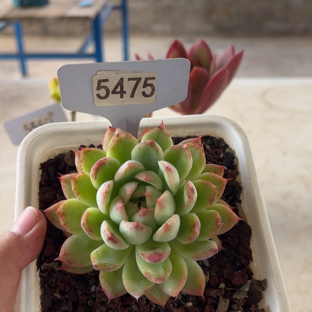 【闪购商品】5475。 111111111