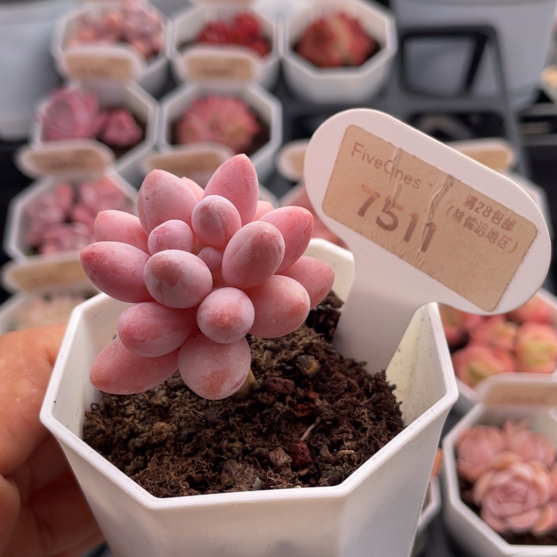 粉色恋人7511-4.0厘米