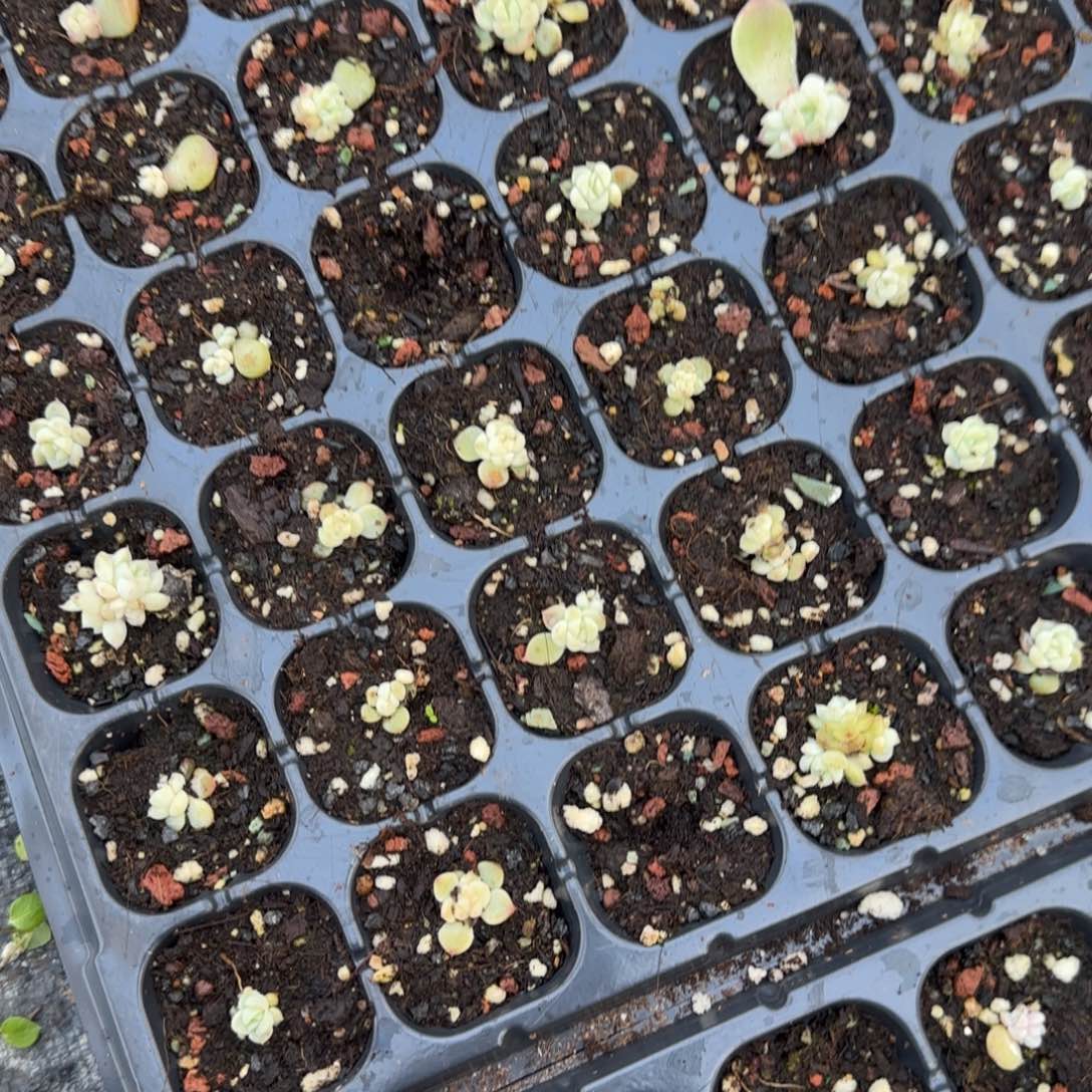 3个今禾穴，满25包邮