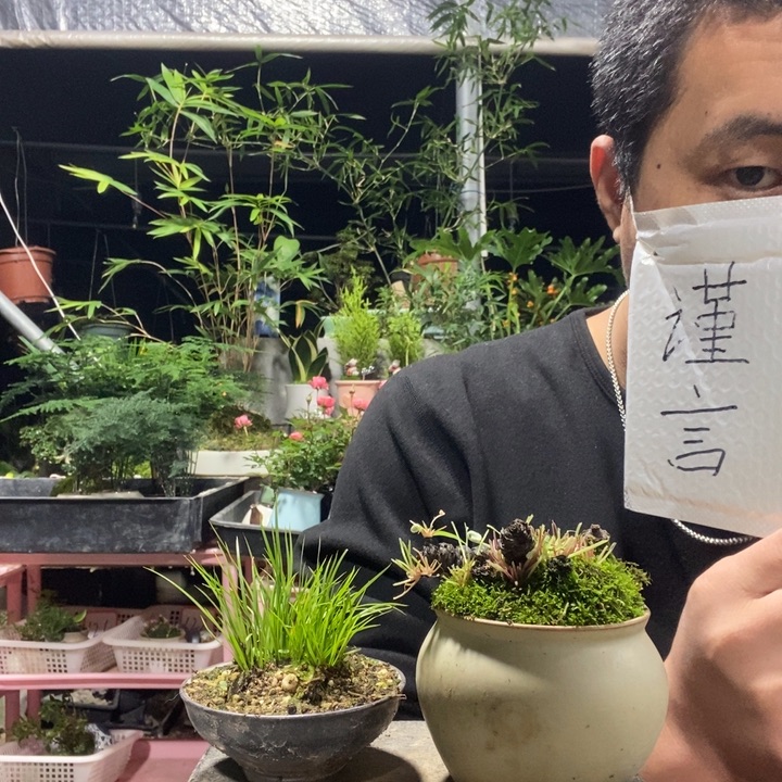 以实际为准盆景绿植盆栽124