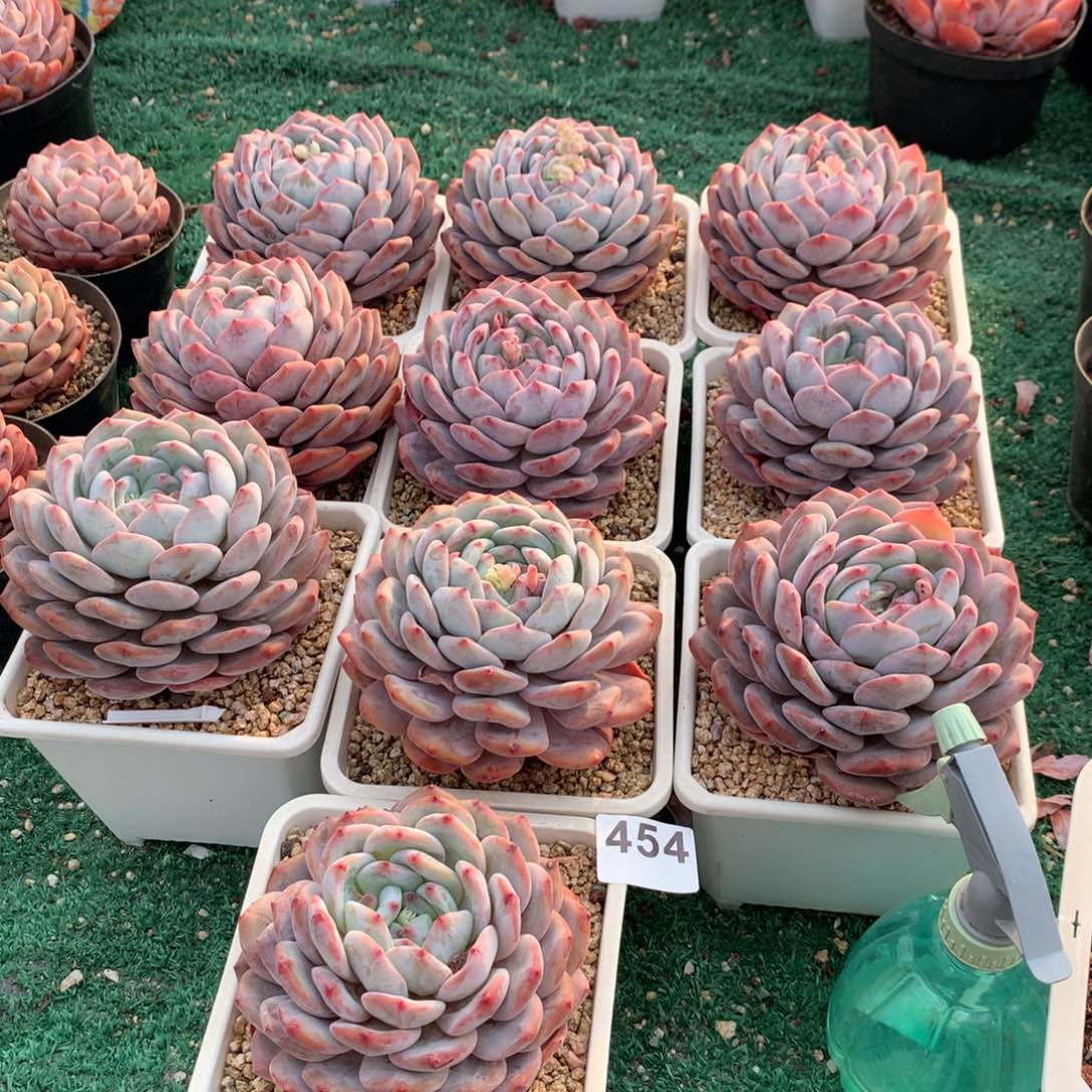 454橙子多肉植物组合