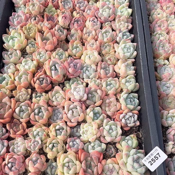 阿雅园艺。      2557