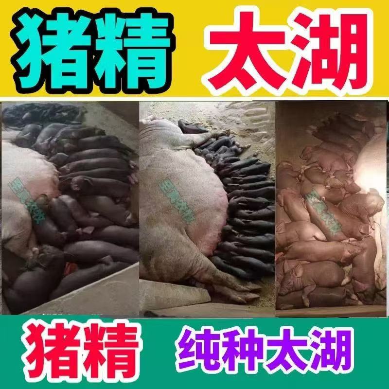 原种正宗一代太湖猪精公猪精液养殖户推介用品