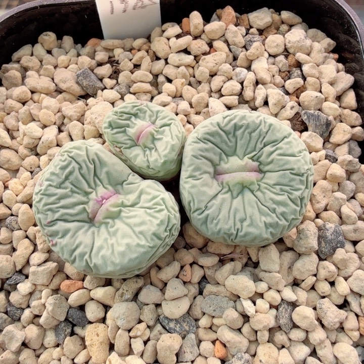 日本原始母本SB1985 大型嘟嘟嘴 12-7-L2