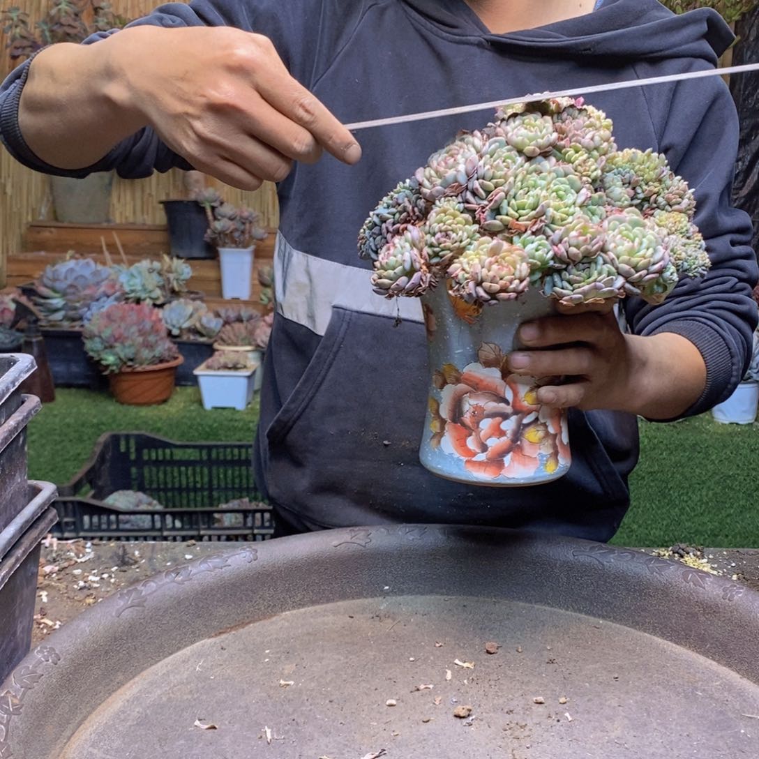 为****斗C49 号白胖子多肉