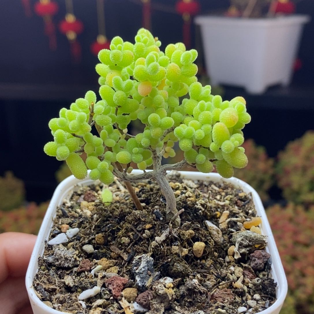 597号金桔糖球枝干多肉