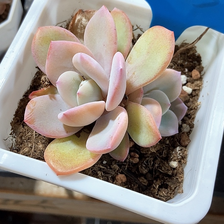 多肉植物奶茶955