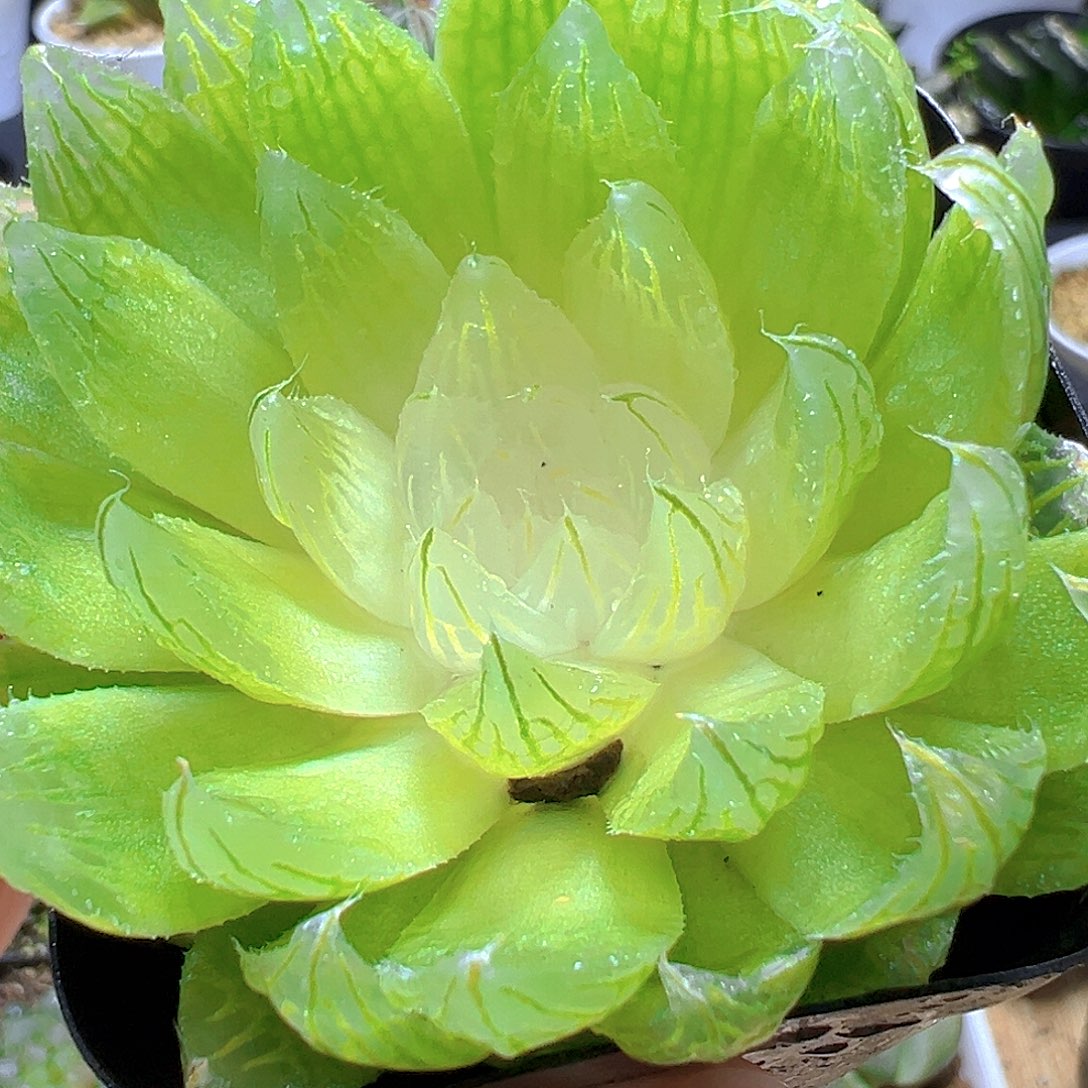 白莲花玉露多肉多肉多肉