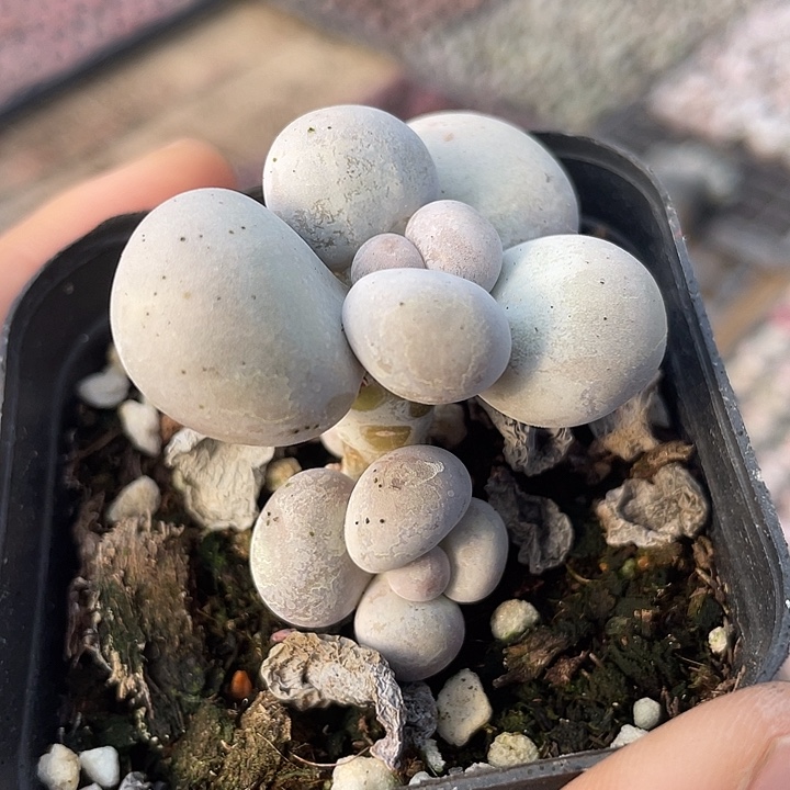 一我一拍满18包邮