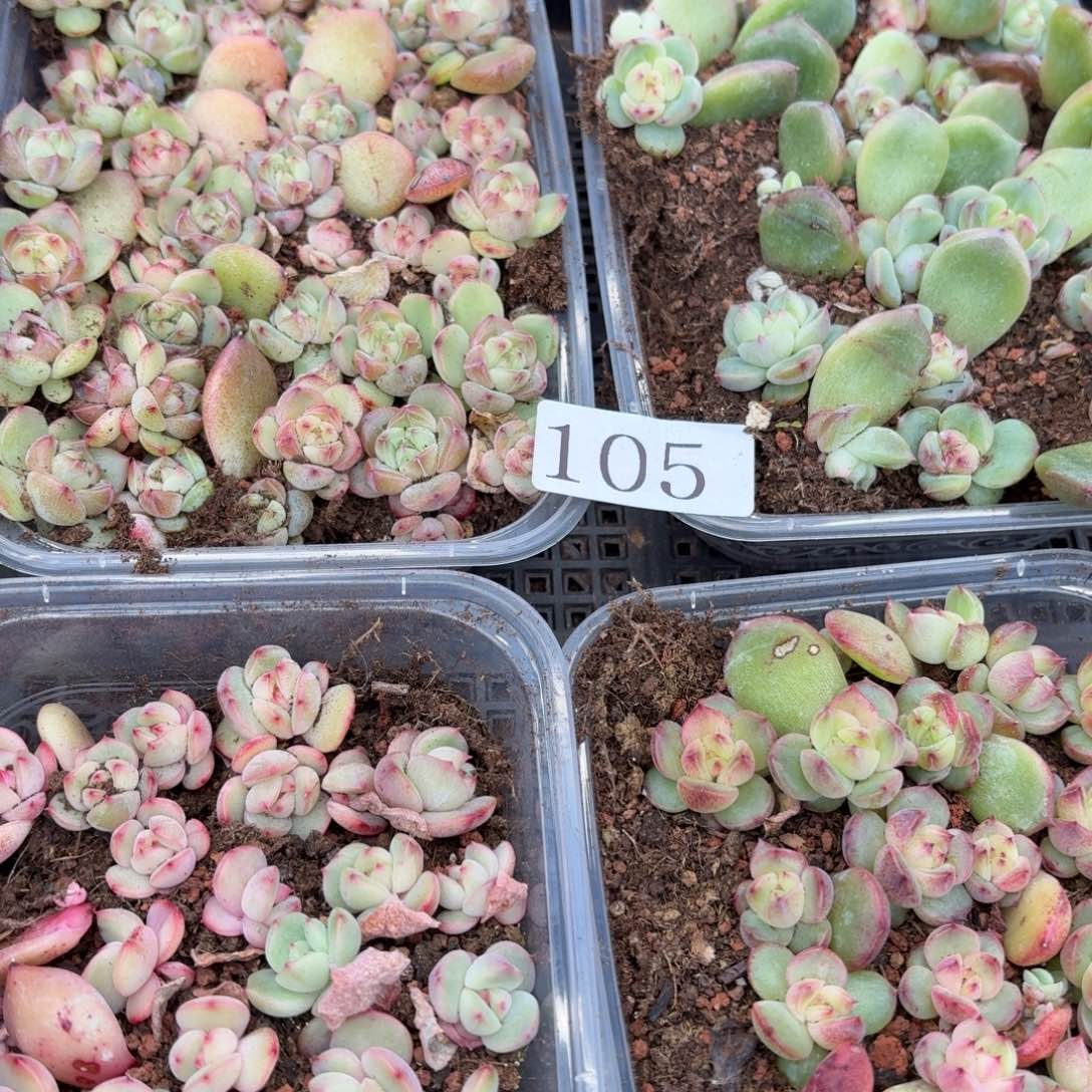 小***‍多肉植物多肉植物105