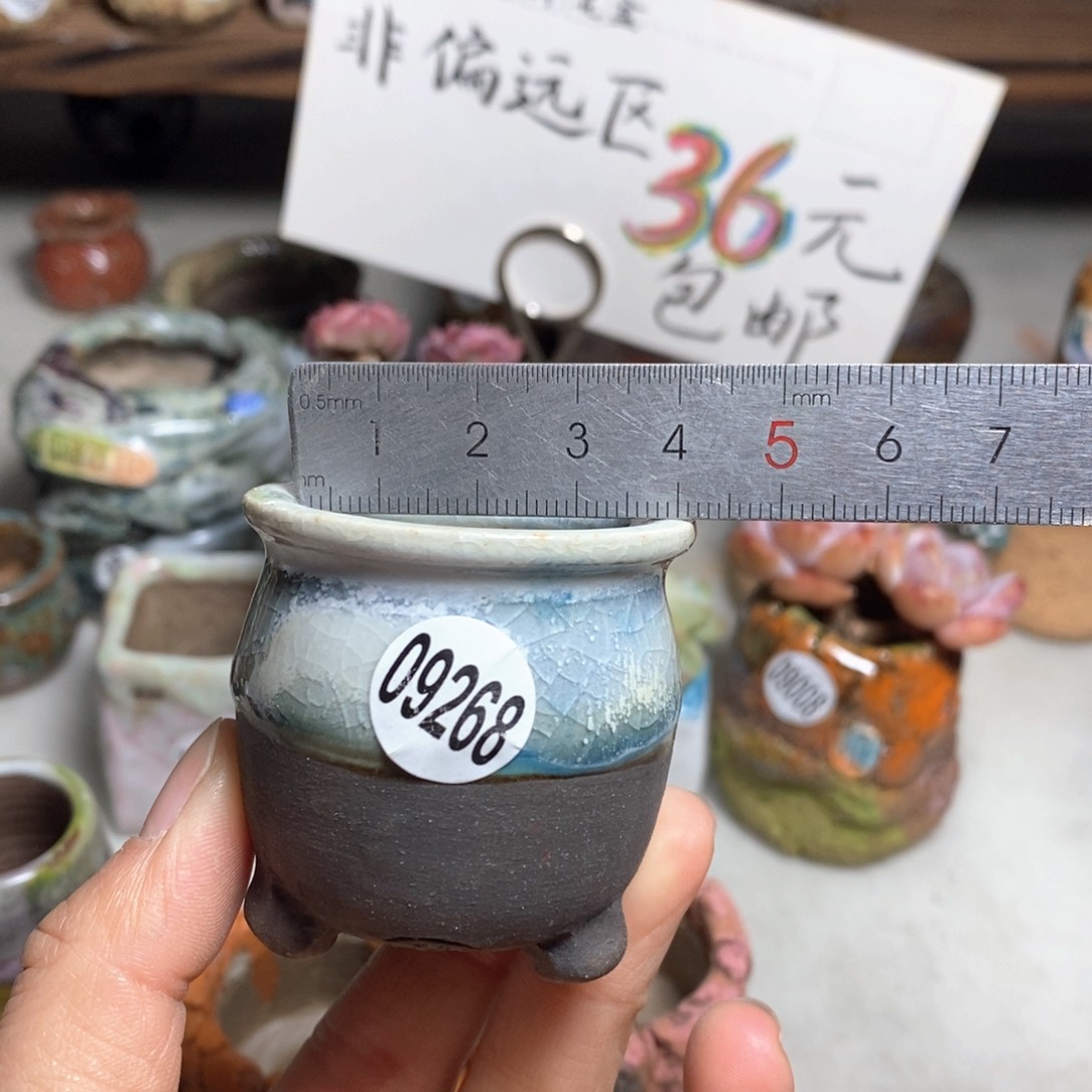 花盆拍5送一个小礼物