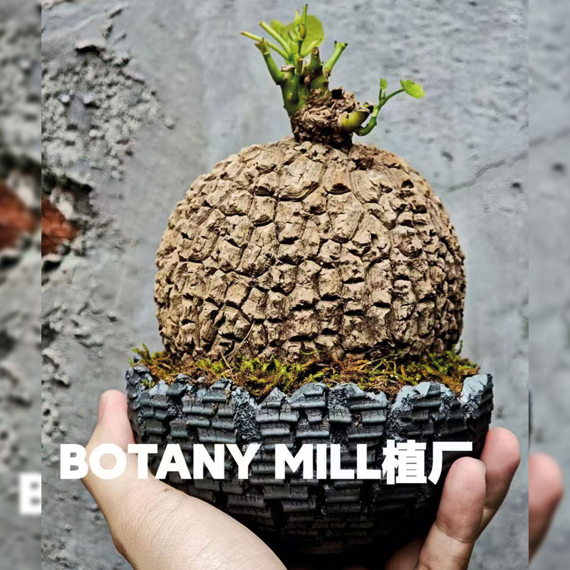 BOTANY MILL植厂 泰国产地龙甲龟 荔枝龟 超圆完甲 含盆一物一拍