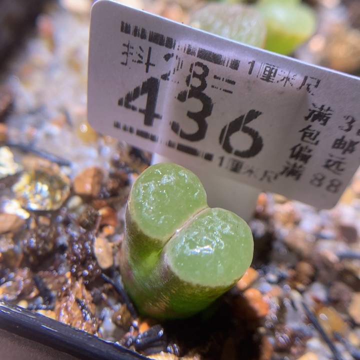 精品生石花28.436