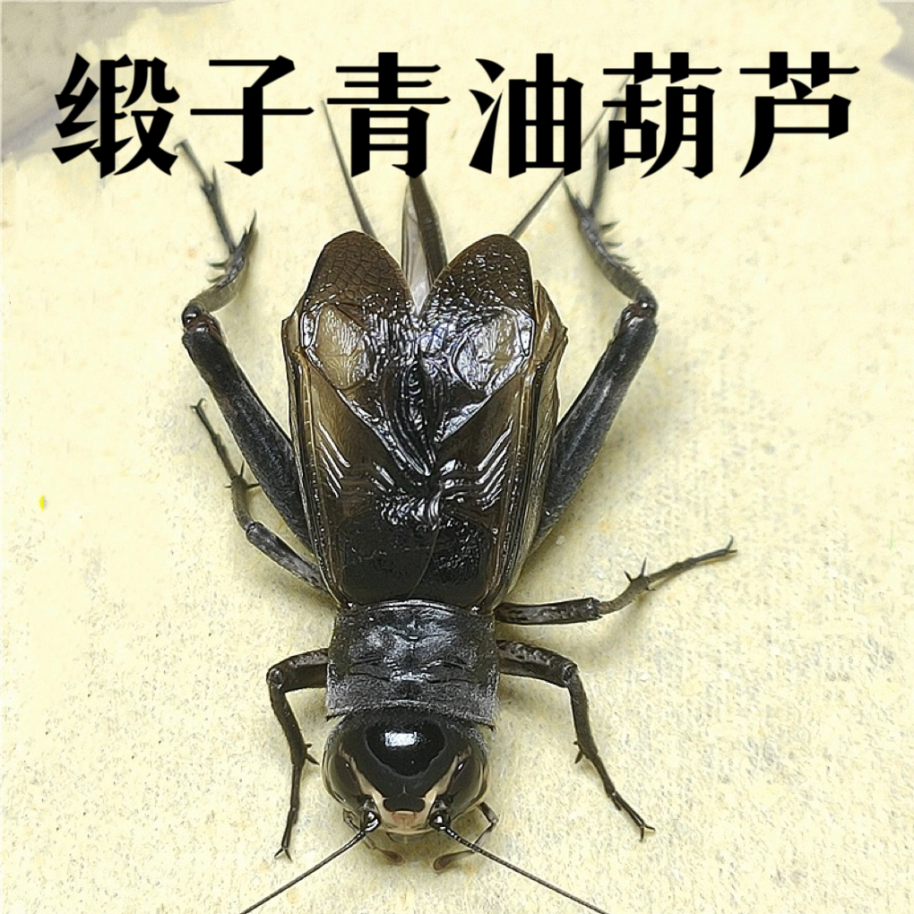 TIGER·黑虫明信片三只