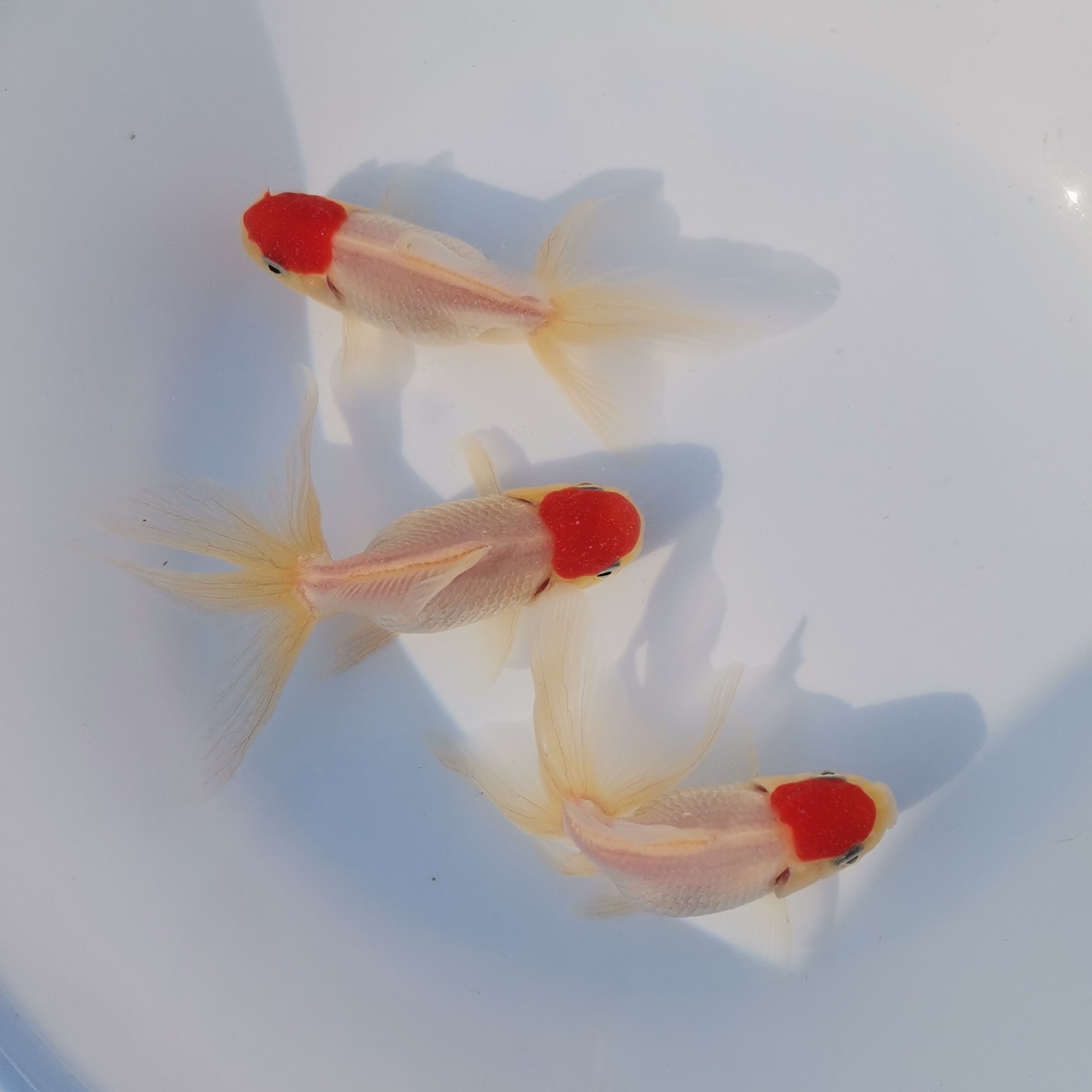 精品凤鹤顺丰包邮