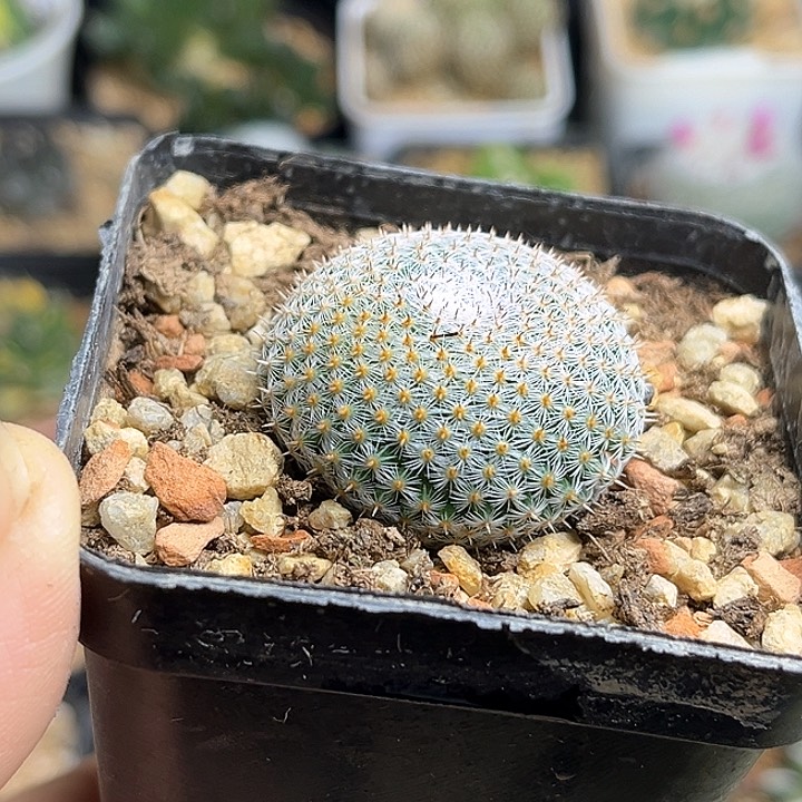 飞盘大福丸实生球3.3公分