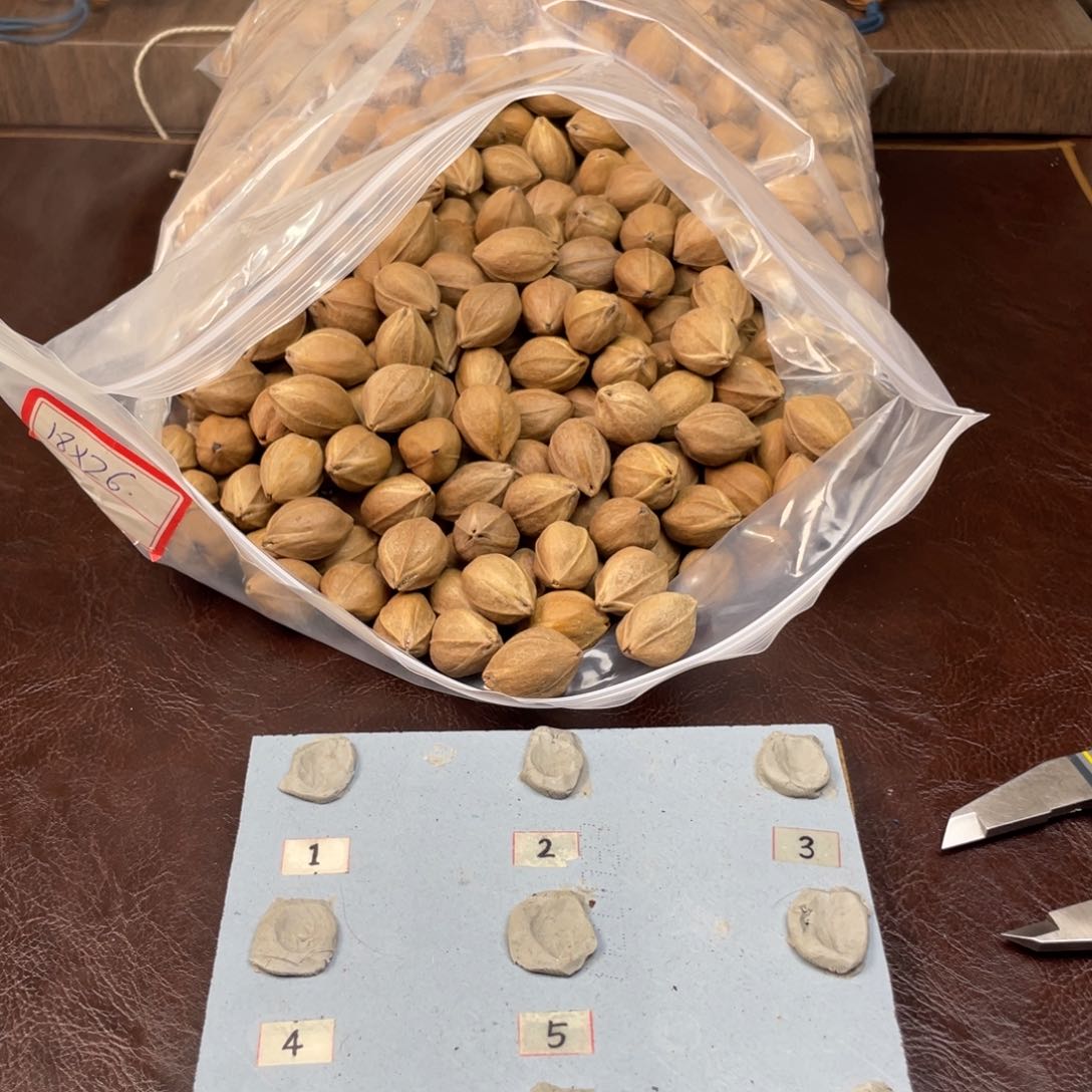 手串/手链橄榄核醉**尘18.26三卡梅林铁核