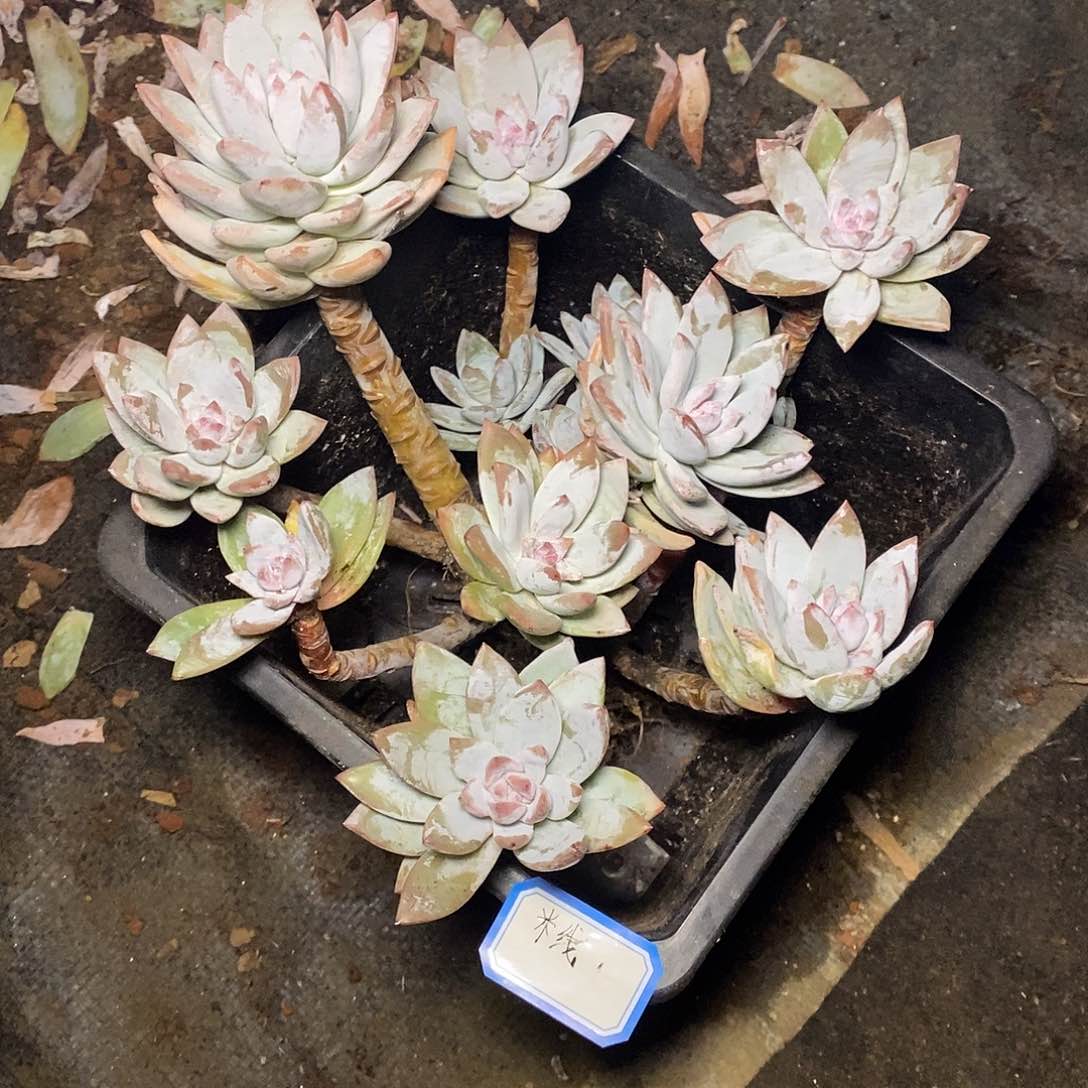 米****?一物一拍，多肉植物