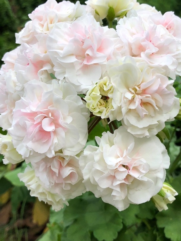 重瓣大花球珈琳娜乌拉诺娃中苗