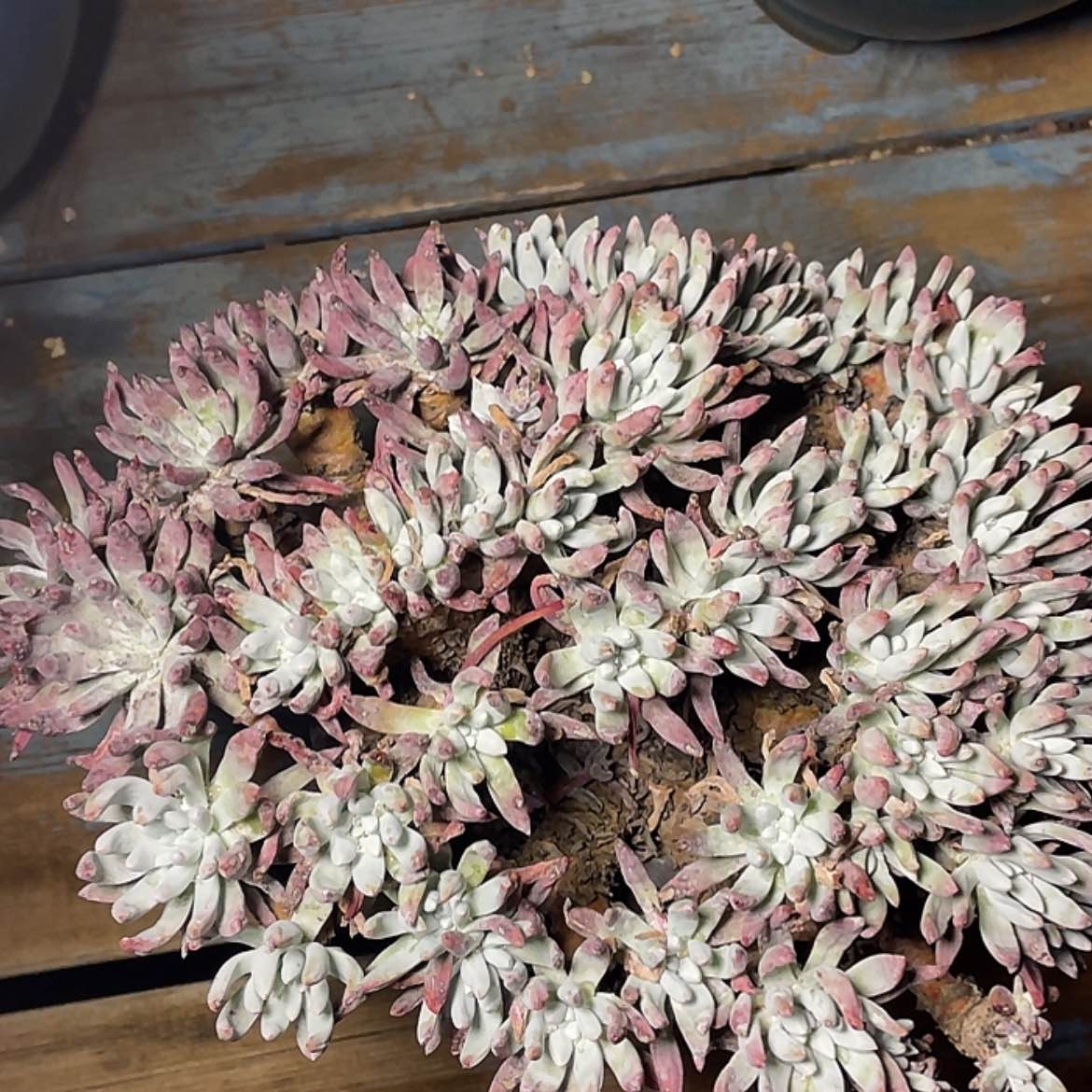 【闪购商品】白鹭缀化老庄