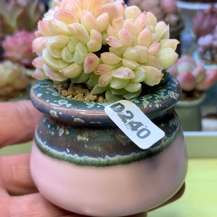 D240一物一拍带盆