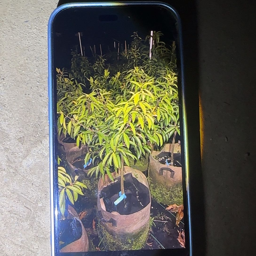 白心火龙果果树111111111111