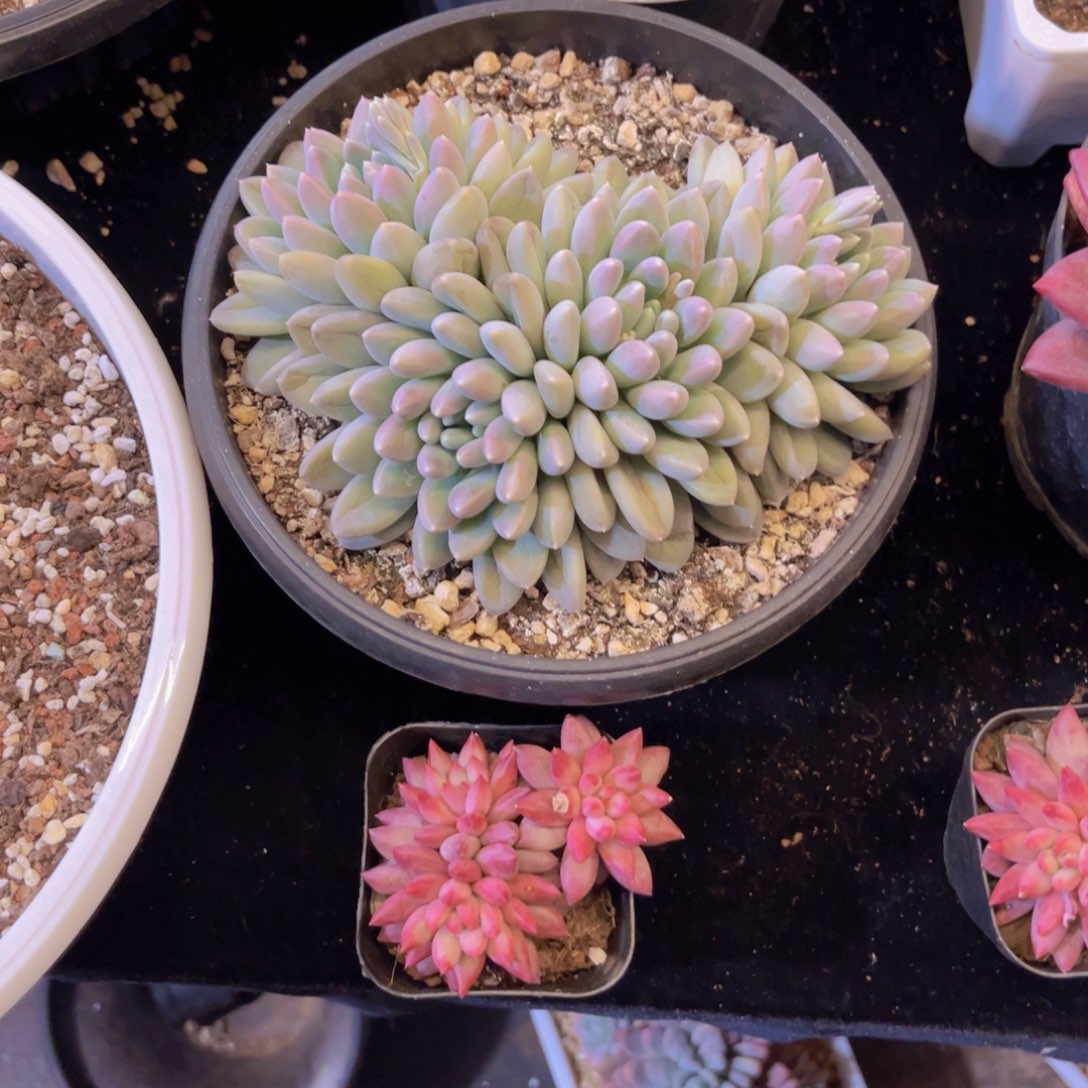 七彩奶糖四头好看