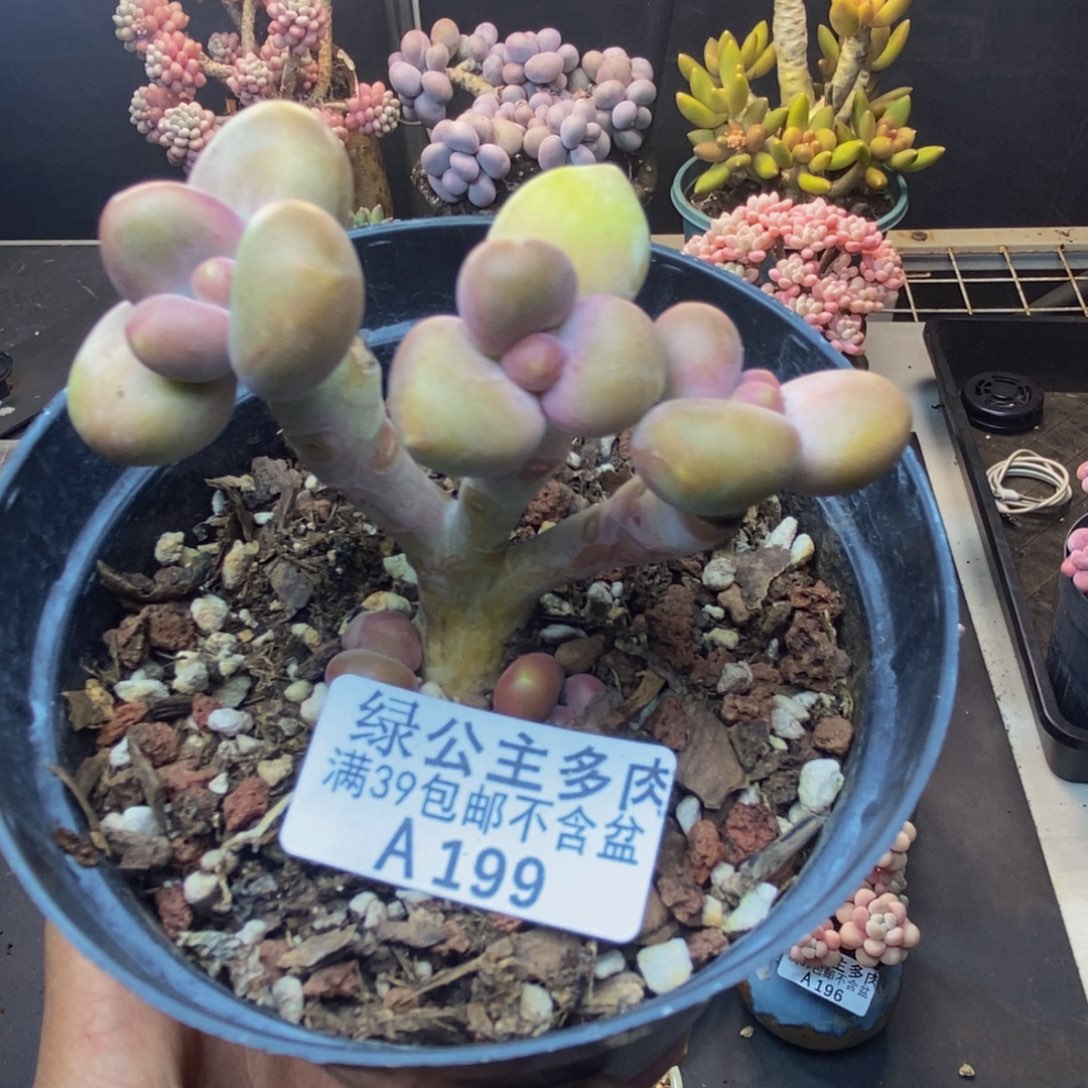 用****天199芒果奶kk奶多肉7c m