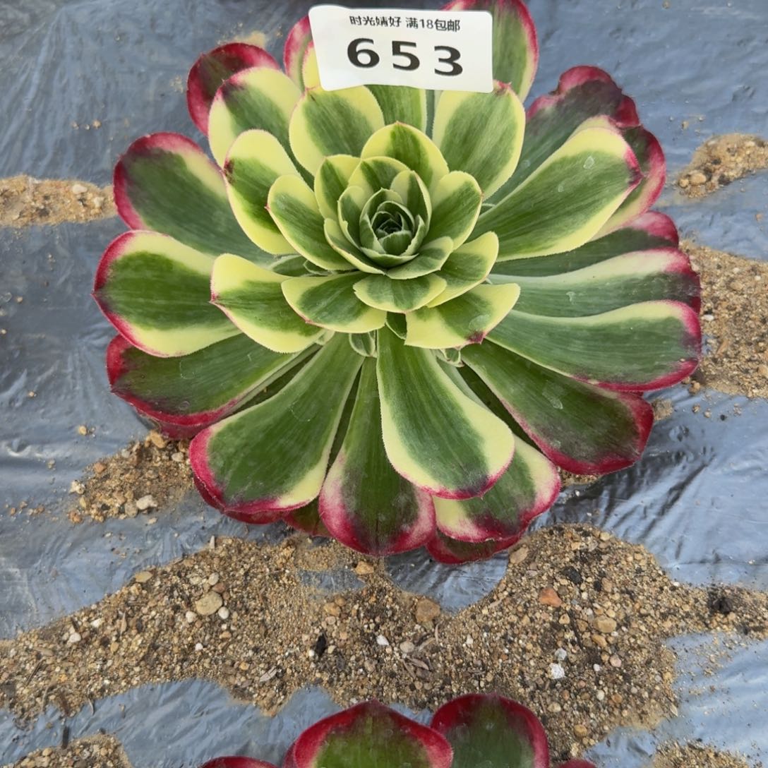 健***康653水中月到秋天。 多肉植物