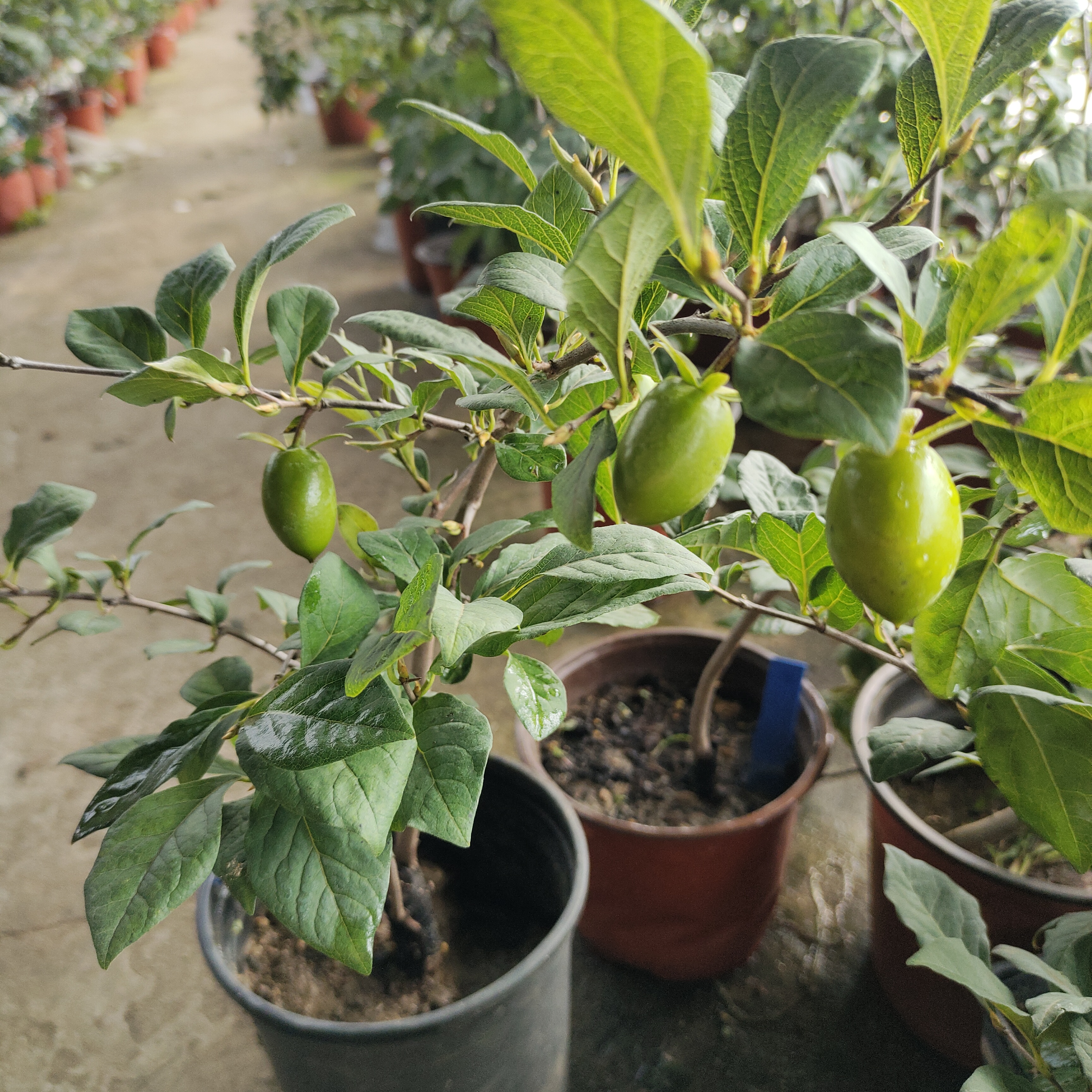 盆栽耐热耐寒种植绿植